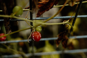 Rode en groene besjes