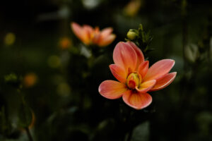 Close-up van roze met gele dahlia