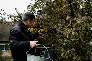 Meneer plukt peren uit de boom